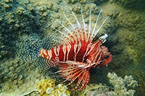 Image of Pterois mombasae (Frillfin turkeyfish)