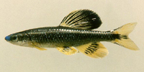 Image of Pteronotropis welaka (Bluenose shiner)
