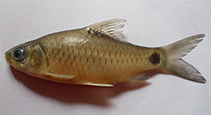 Image of Puntius viridis (Spot-fin green barb)