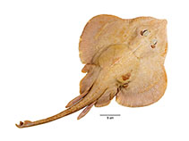 Image of Rajella paucispinosa (Sparsely-thorned skate)
