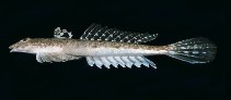 Image of Repomucenus calcaratus (Spotted stinkfish)