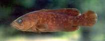 Image of Rypticus courtenayi (Socorran soapfish)