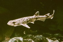 Image of Scyliorhinus canicula (Lesser spotted dogfish)