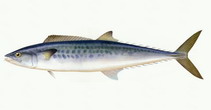 Image of Scomberomorus niphonius (Japanese Spanish mackerel)