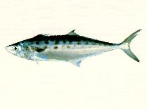 Image of Scomberomorus queenslandicus (Queensland school mackerel)