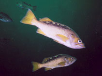 Image of Sebastes flavidus (Yellowtail rockfish)