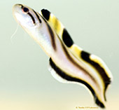 Image of Sirembo jerdoni (Brown-banded cusk-eel)