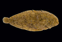Image of Solea aegyptiaca (Egyptian sole)