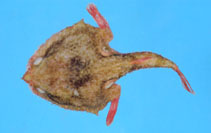 Image of Solocisquama stellulata 