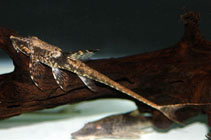 Image of Sturisomatichthys leightoni 