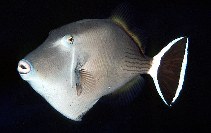 Image of Sufflamen albicaudatum (Bluethroat triggerfish)