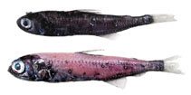Image of Symbolophorus barnardi (Barnards lanternfishes)