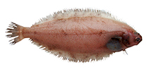 Image of Glyptocephalus kitaharae (Willowy flounder)