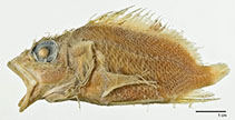 Image of Thysanichthys crossotus 