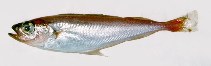 Image of Trisopterus esmarkii (Norway pout)