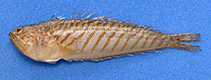 Image of Trachinus lineolatus (Striped weever)