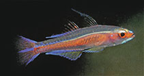 Image of Trimma marinae (Princess pygmygoby)