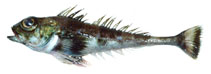 Image of Triglops scepticus (Spectacled sculpin)