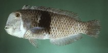 Image of Iniistius umbrilatus (Razor wrasse fish)