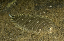 Image of Zebrias fasciatus 