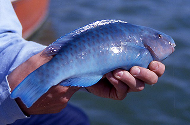 ../tools/UploadPhoto/uploads/Blue-Parrotfish.jpg