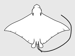 Aetobatidae