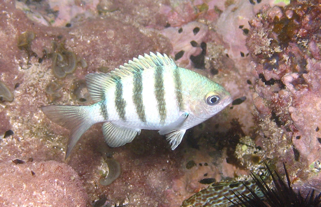 Abudefduf saxatilis