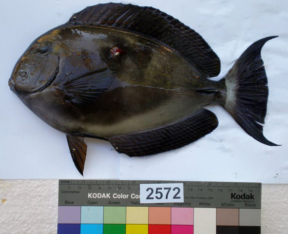 Acanthurus blochii