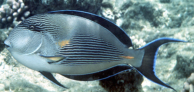 Acanthurus sohal