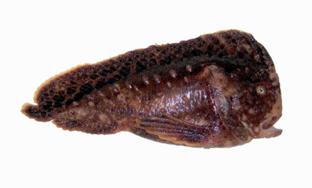 Aetapcus maculatus
