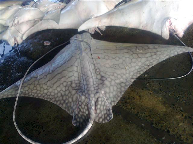 Aetomylaeus vespertilio