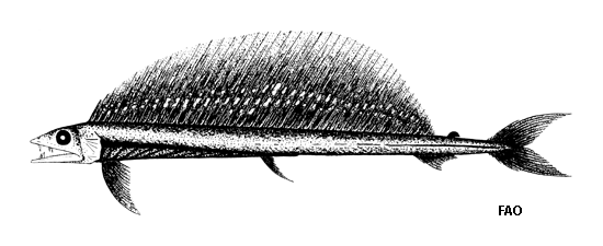 Alepisaurus brevirostris