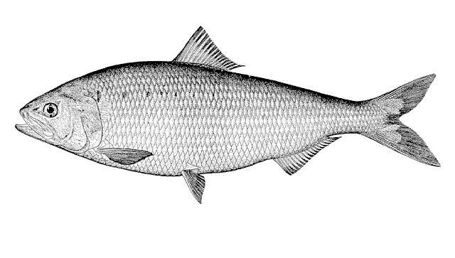 Alosa sapidissima