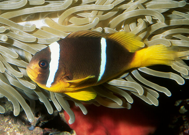 Amphiprion chrysopterus