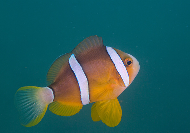 Amphiprion clarkii