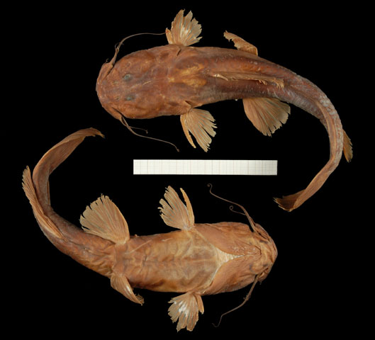 Notoglanidium boutchangai