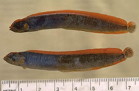 Anoplarchus purpurescens