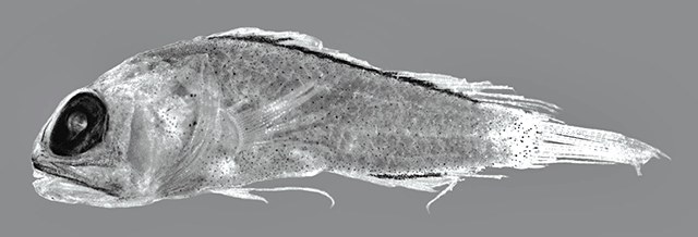 Anoptoplacus pygmaeus