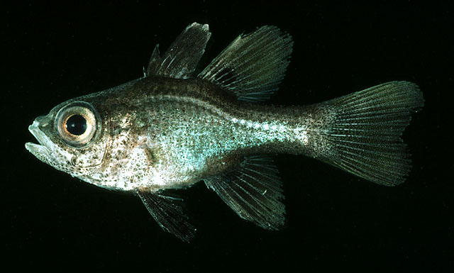 Apogonichthyoides melas