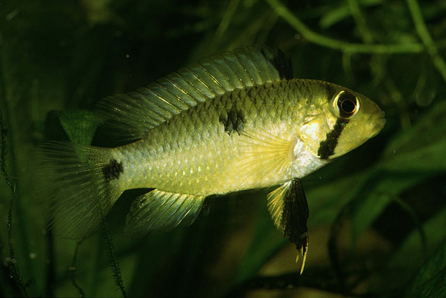 Apistogramma steindachneri