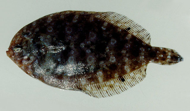 Arnoglossus aspilos