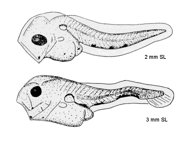 Archosargus probatocephalus