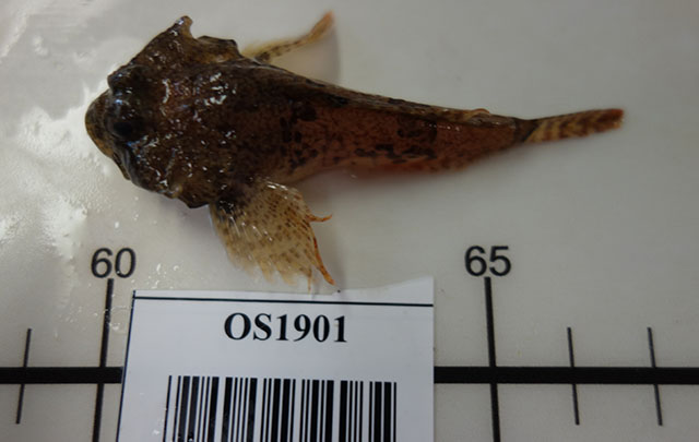 Artediellus scaber