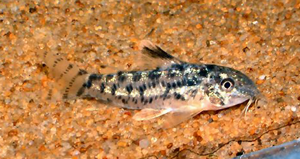 Aspidoras eurycephalus