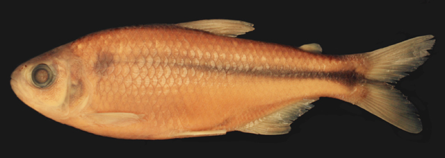 Deuterodon intermedius