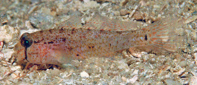 Asterropteryx senoui