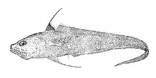 Bathygadus antrodes