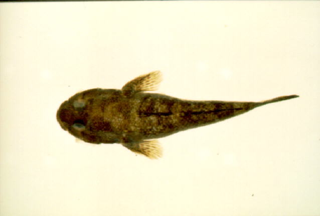 Bathygobius cotticeps