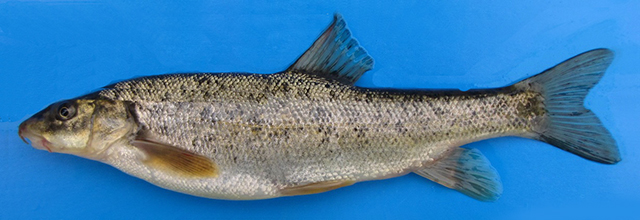 Barbus lacerta