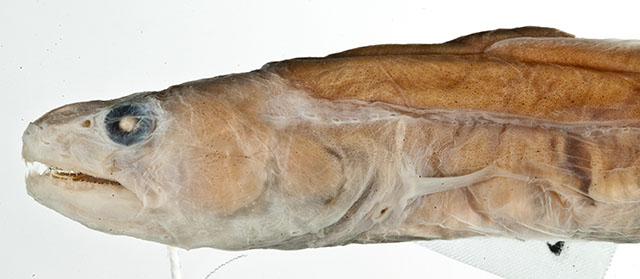 Bathyuroconger parvibranchialis
